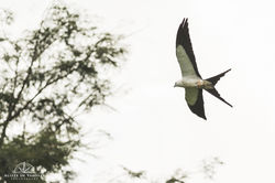 Swallow-tailed Kite