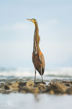 Bare-throated Tiger-Heron