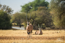 Oryx - Namibia