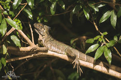 Green Iguana