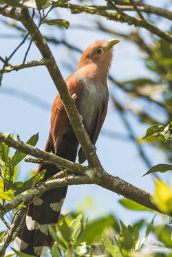 Squirrel Cuckoo