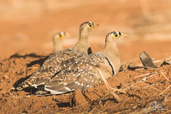 Double-banded Sandgrouses - Namibia