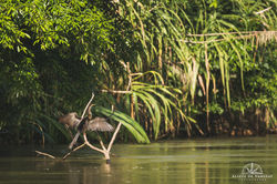 Anhinga