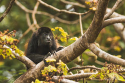 Black Howler