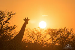 Giraffe - Namibia