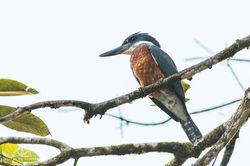 Ringed Kingfisher