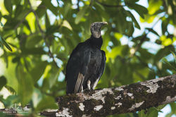Black Vulture
