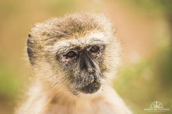 Vervet Monkey - Namibia