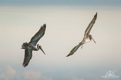 Brown Pelicans