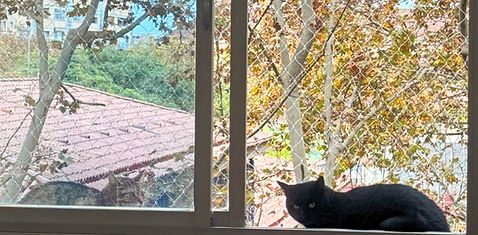Ventana gatos_edited_edited.jpg