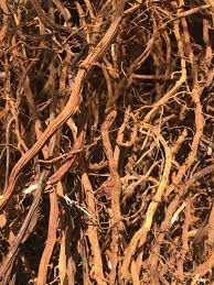 Sarsaparilla