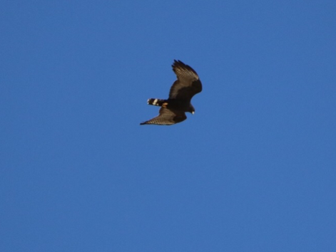 Top 5 Birds of Mexico