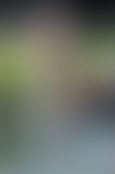 Receitas de Peixes e Frutos do Mar