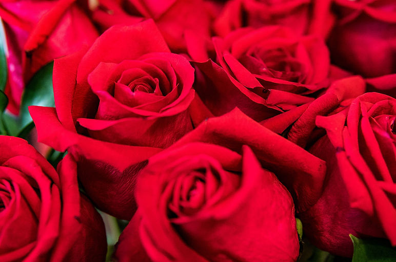 Rosa mexicana_edited.jpg