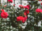 red petaled flower plants_edited.jpg