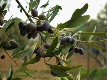 Dicas para comprar um bom azeite