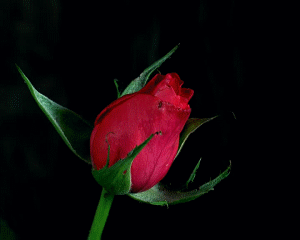 giphy (3).gif