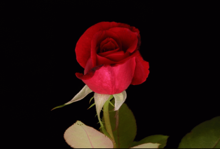 d819f0ddbf5a0122c2a514364d45b04b.gif