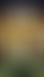 Saquê para Principiantes