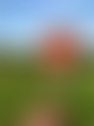 Viajando pelo Vale dos Vinhedos