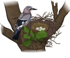 Jay's nest