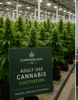 Virginia Audlt Use Recreational Cannabis CommonLeaf VA.png