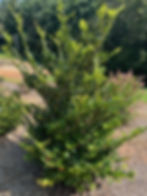 Garden District Collection® Titan™ Distylium