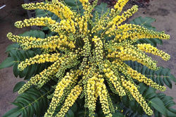 Mahonia x media 'Marvel' PP27425, 'Marvel' Mahonia
