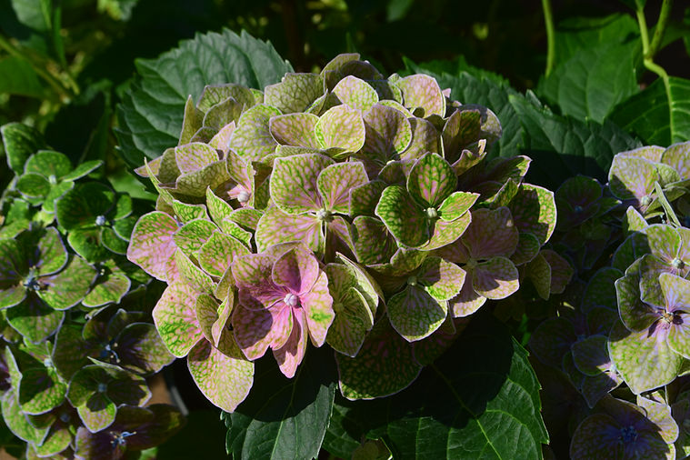 hydrangea macrophylla greenmantle froggie the gremlin griffith (2) (003).JPG