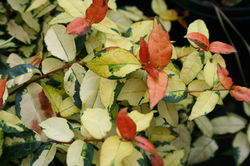 Trachelospermum asiaticum 'Ogon Nishiki'