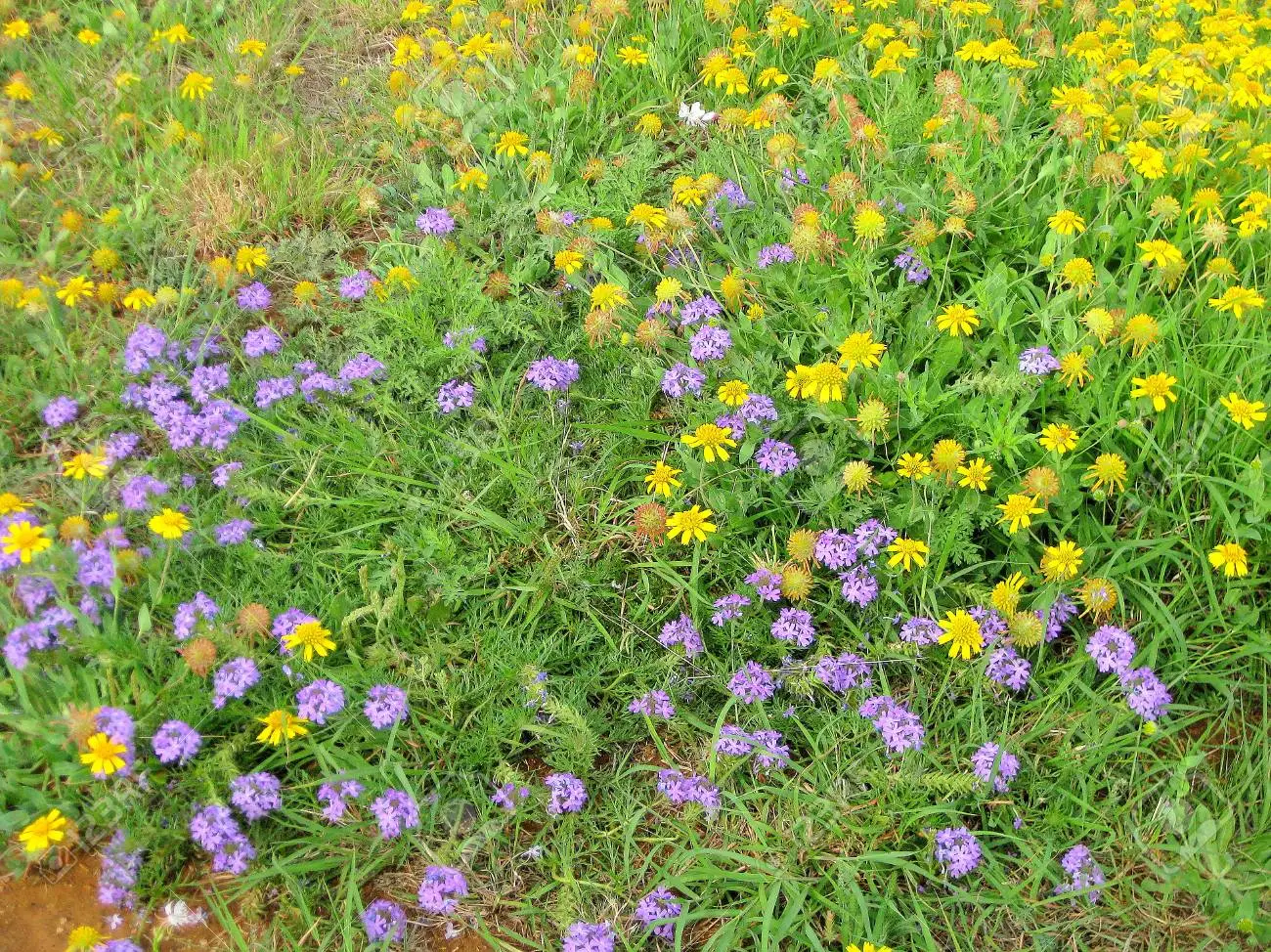 112041616-patch-of-wildflowers-purple-prarrie-verbena-yellow-sneezeweed-butterfly-gaura-te