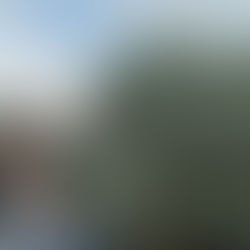 ทำไมต้องตัดแต่งใบต้นโอลีฟเป็นประจำ? 4 เหตุผลสำคัญเพื่อสุขภาพและความยั่งยืนของต้น