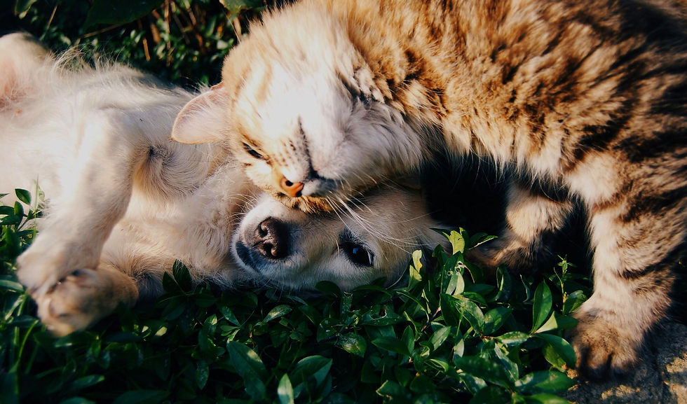 pexels-snapwire-46024_edited.jpg