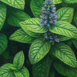 - Menthol (nicht klassisches EU-Allergen, aber Reizfaktor)
- Limonene (Spuren)
