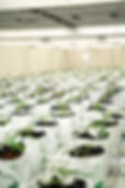 DSC08103.jpg