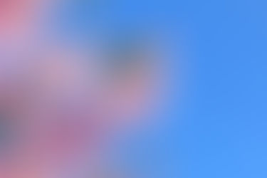 なぜ人は桜を見に行きたくなるのか？