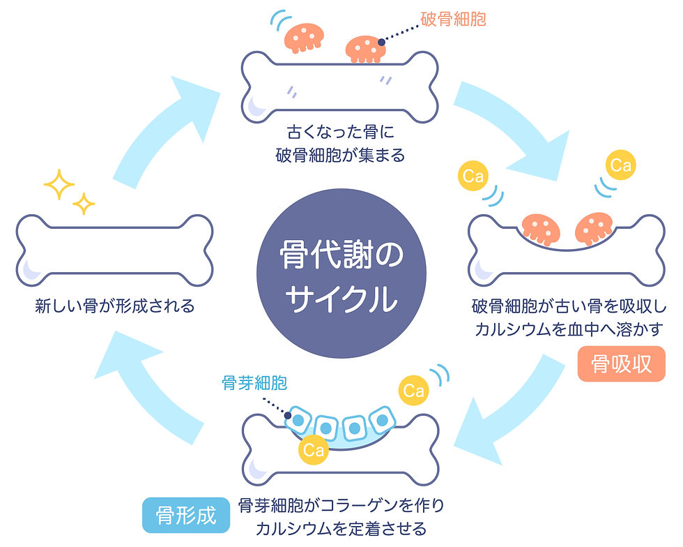 骨代謝のサイクルを表したイラスト