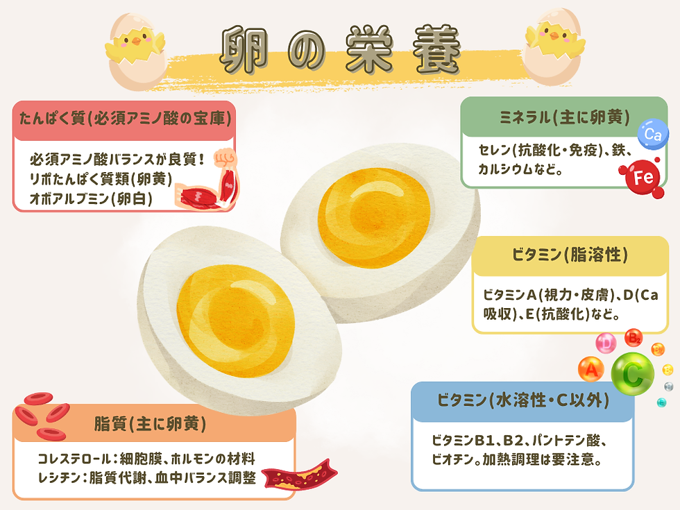 卵の栄養を説明したイラスト