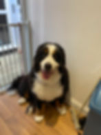 Bernese mountian dog