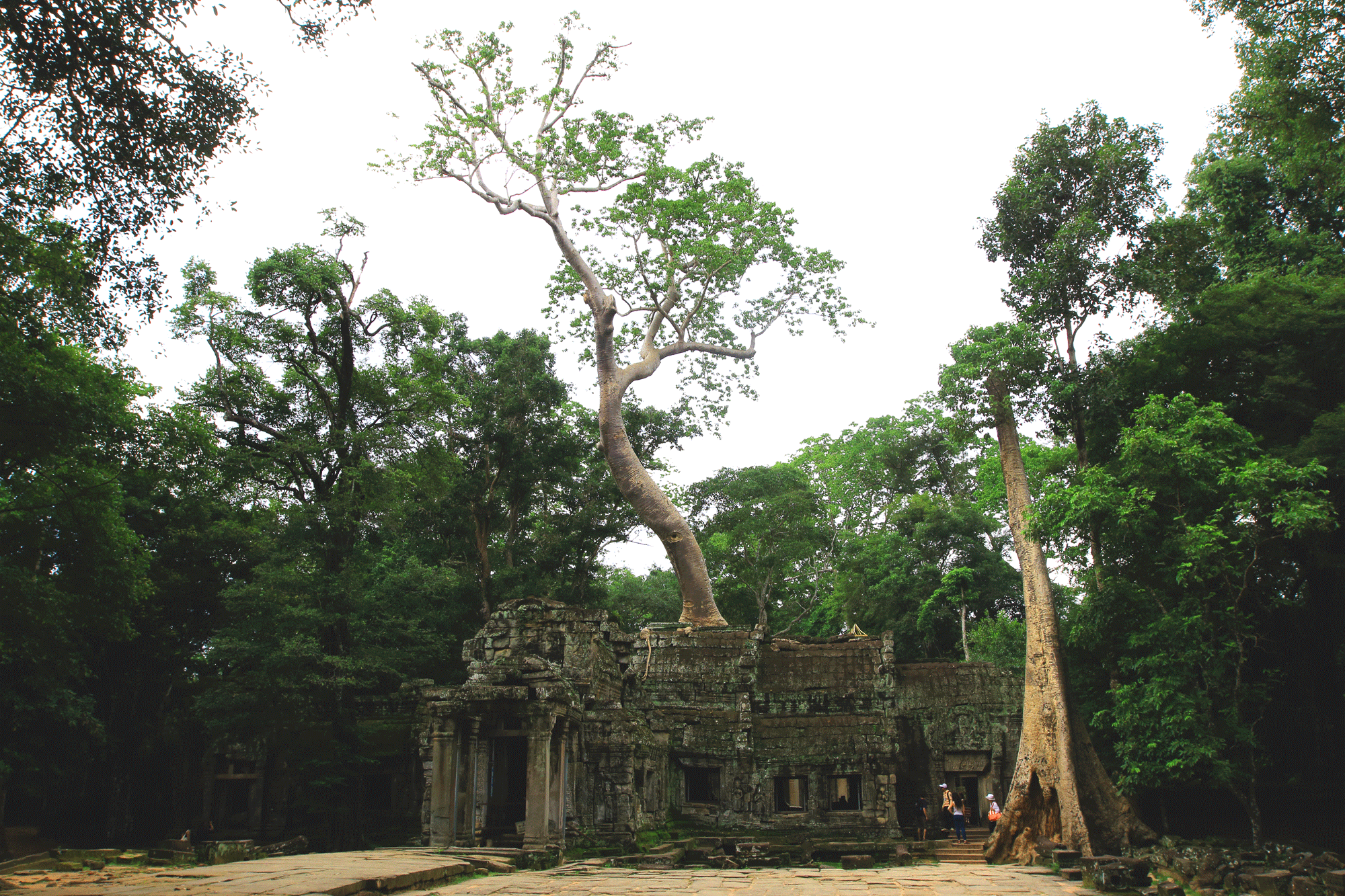 Ta Prohm, Angkor temples
