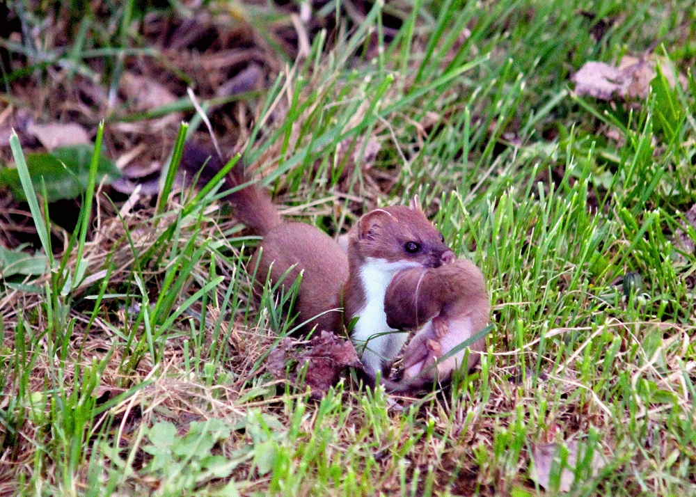 Weasel Mom & Baby