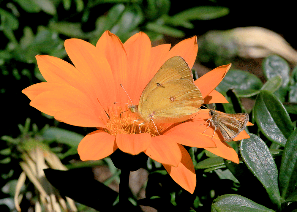 Flower and Insects