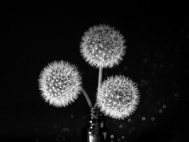 three-white-fluffy-round-dandelions-on-a-black-sta-2025-03-09-15-56-24-utc.jpg