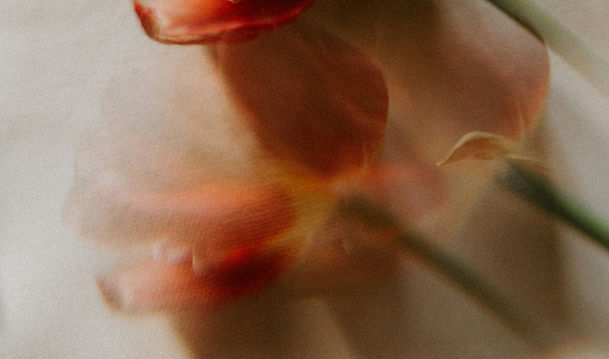 cate-brodersen-tyj5XRkwf5I-unsplash_edited.jpg