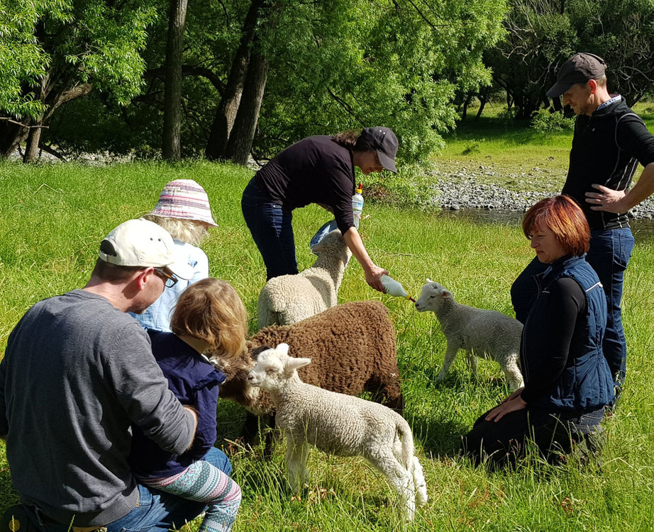 feeding sheep.jpg