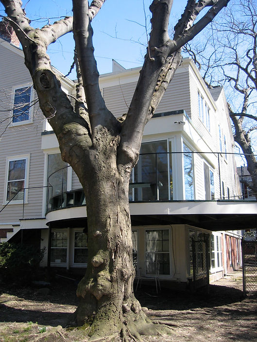 Firepit - Before.JPG