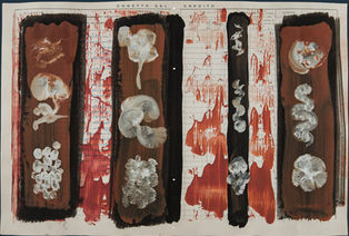 Conchiglie Cuevas
di Antonio Santacroce