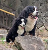 Monica's dogs- Rossi 伯恩犬.jpg