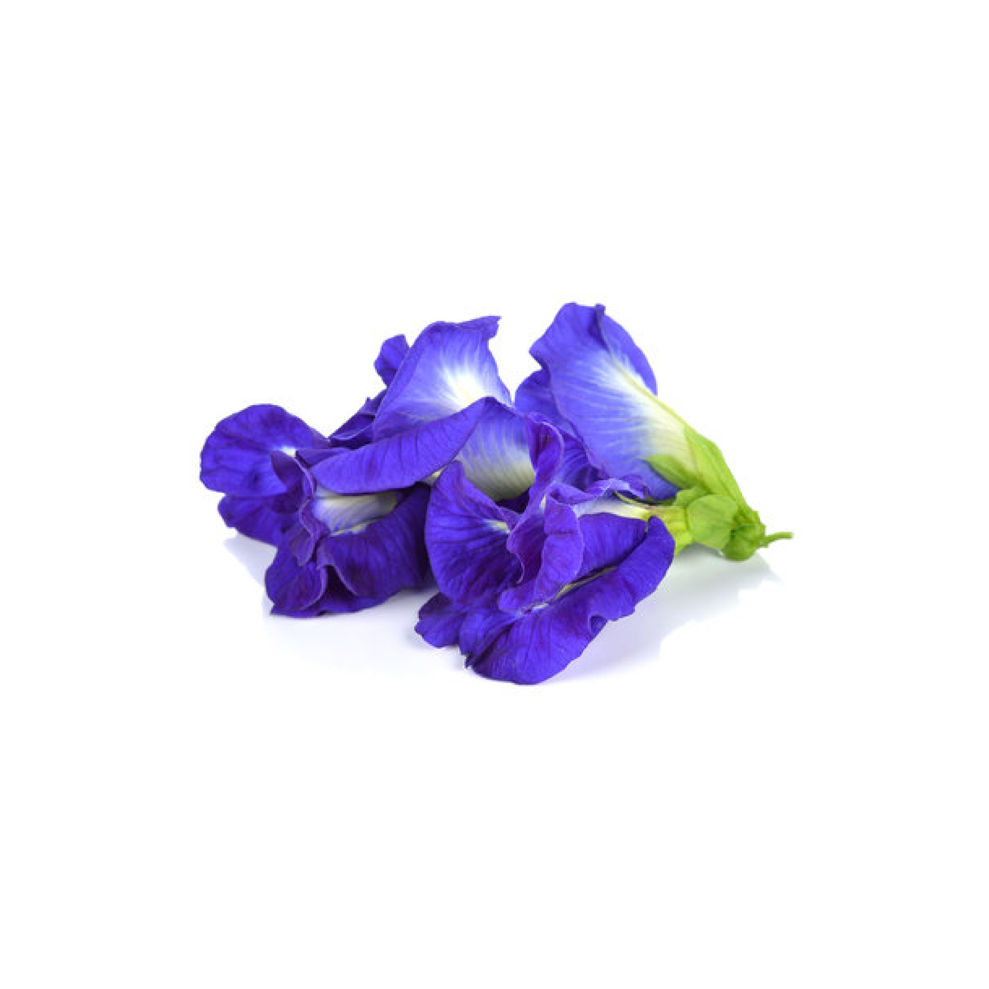 Butterfly Pea