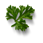 leaf-abs-1.png